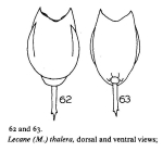 Lecane thalera