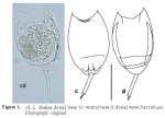 Lecane thalera