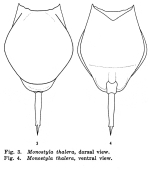 Lecane thalera - Original description image