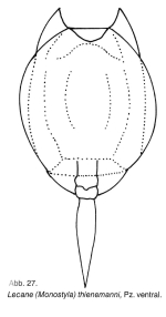 Lecane thienemanni
