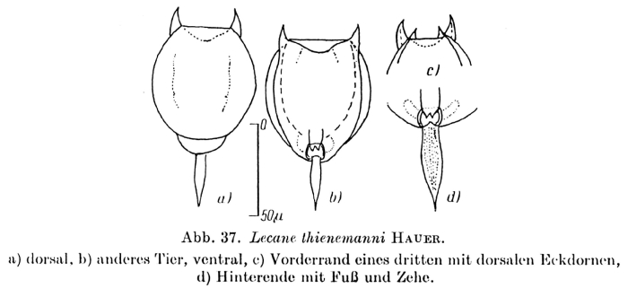 Lecane thienemanni Lecane thienemanni