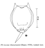 Lecane thienemanni