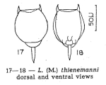 Lecane thienemanni