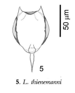 Lecane thienemanni