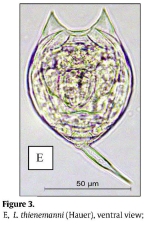 Lecane thienemanni