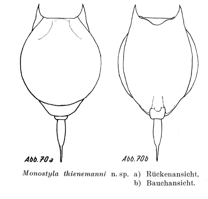 Lecane thienemanni - Original description image