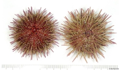 Psammechinus miliaris (P.L.S. Mler, 1771) 