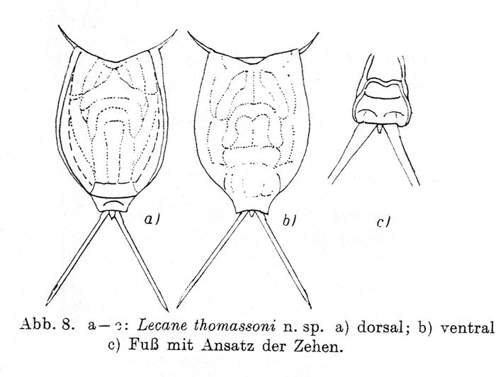 Lecane thomassoni