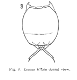 Lecane triloba - Original description image