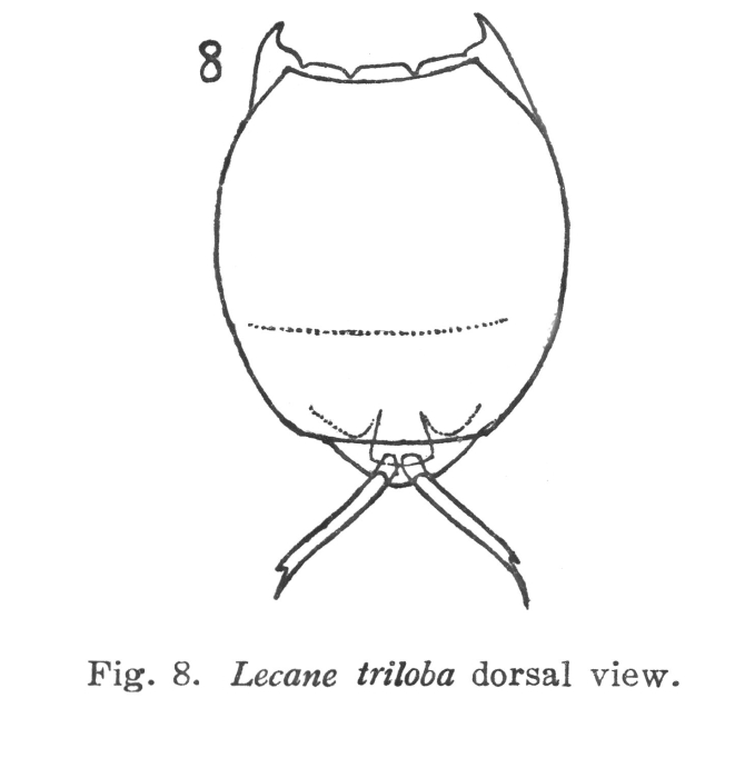 Lecane triloba - Original description image