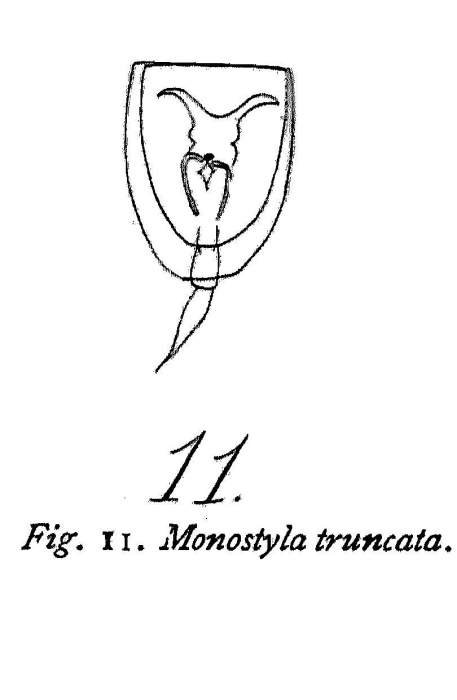 Lecane truncata - Original description image