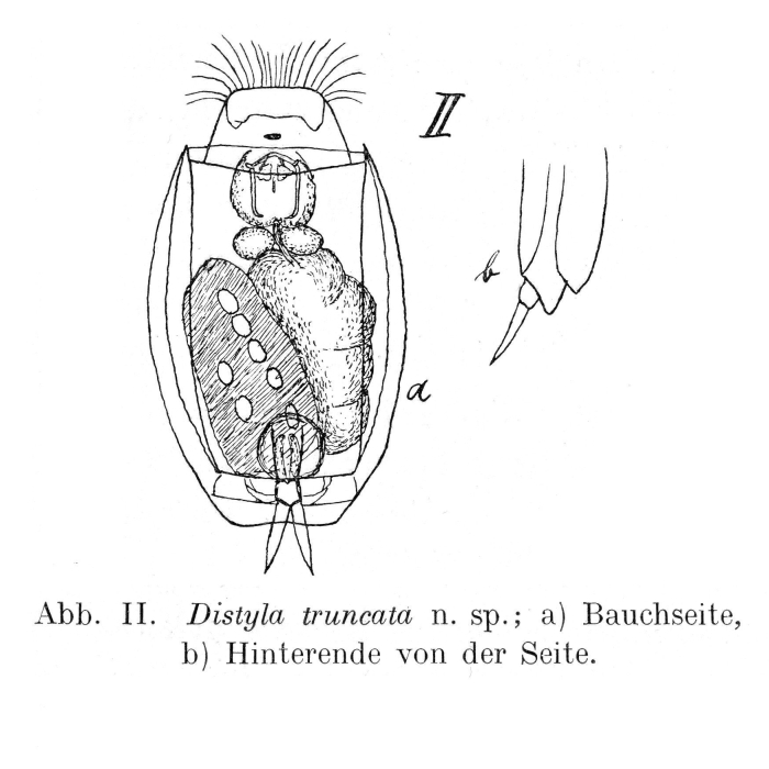 Lecane truncata - Original description image