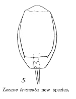 Lecane truncata - Original description image