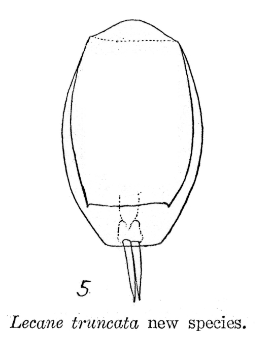 Lecane truncata - Original description image