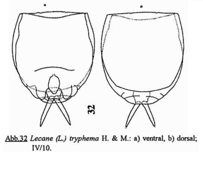 Lecane tryphema