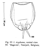 Lecane tryphema