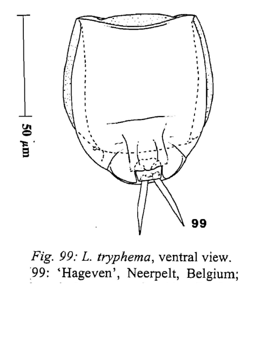 Lecane tryphema