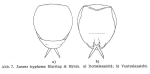 Lecane tryphema