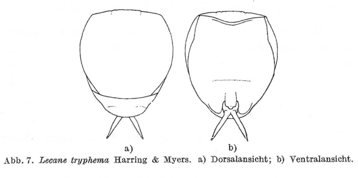 Lecane tryphema