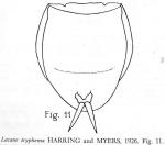 Lecane tryphema