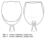 Lecane tryphema - Original description image