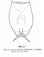 Lecane tudicola
