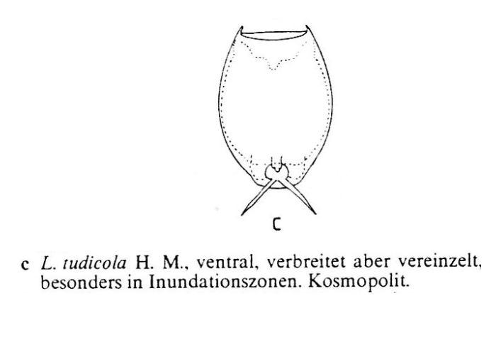 Lecane tudicola