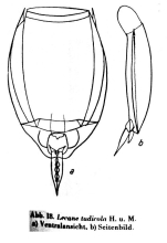 Lecane tudicola