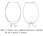 Lecane tudicola