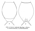 Lecane tudicola