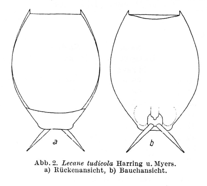 Lecane tudicola