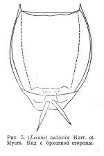 Lecane tudicola