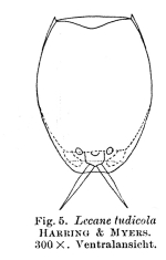 Lecane tudicola