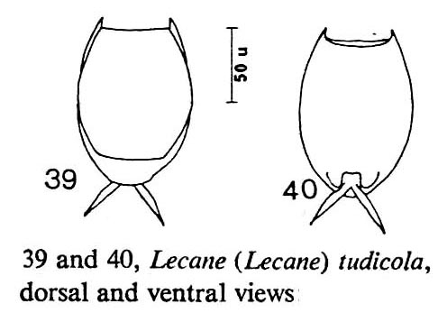 Lecane tudicola