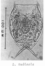 Lecane tudicola
