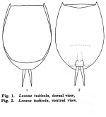 Lecane tudicola - Original description image