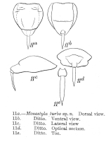 Lecane turbo - Original description image