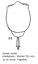 Lecane tuxeni - Original description image