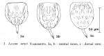 Lecane uenoi
