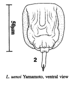 Lecane uenoi