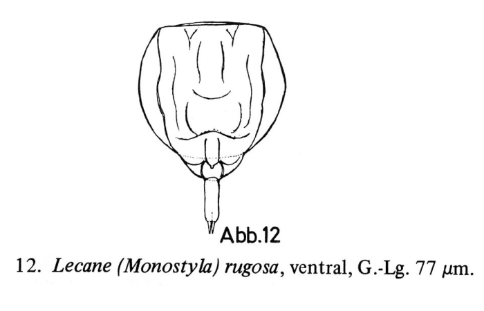 Lecane uenoi