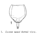Lecane uenoi - Original description image