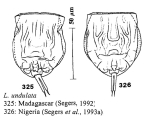 Lecane undulata