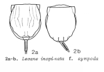 Lecane undulata