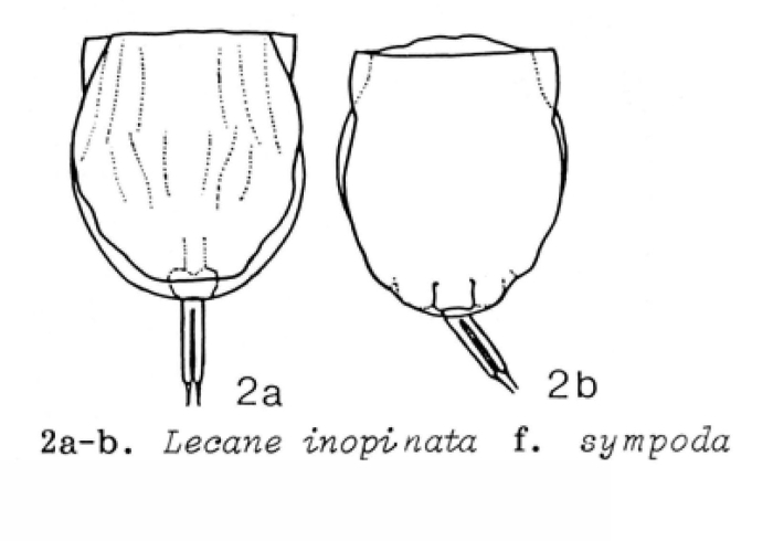 Lecane undulata