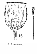 Lecane undulata