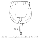 Lecane undulata