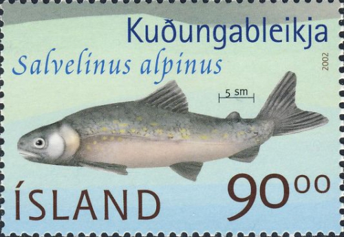 Salvelinus alpinus