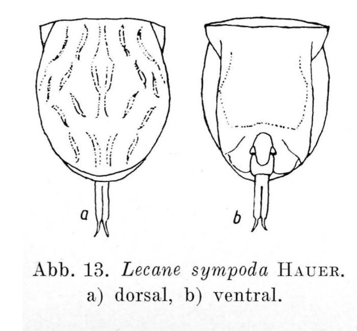Lecane undulata