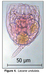 Lecane undulata